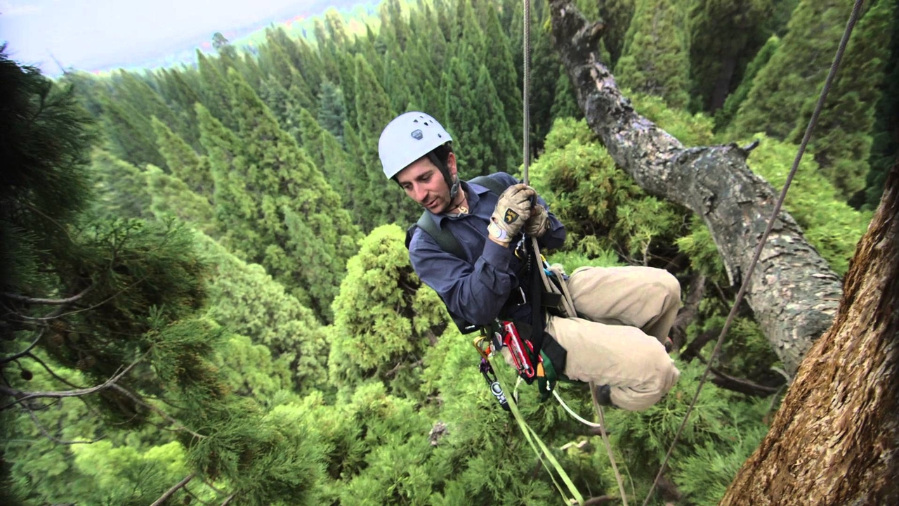 Redwoods Tree Climbing - Cornell Video