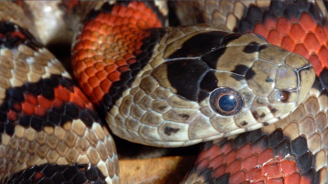 Snakes! Behavior, Feeding and Diversity - Cornell Video