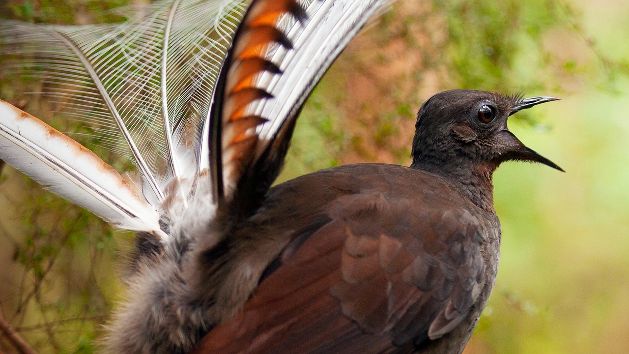 Male lyrebirds use mimicry in mating dance - Cornell Video