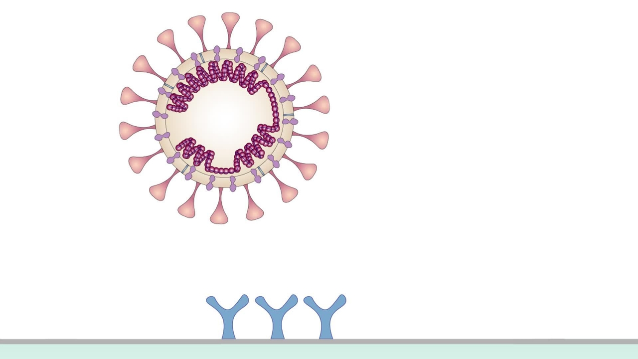 Coronavirus membrane fusion - Cornell Video