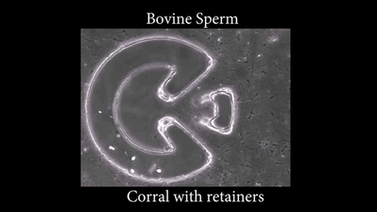bovine sperm corral with retainers