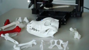 3-D models of animal bones