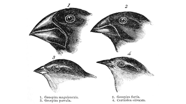 scientific illustration of Darwin's finches, numbers 1 through 4