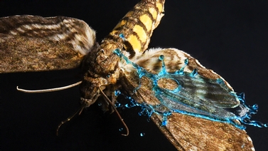 close-up on wings of an insect