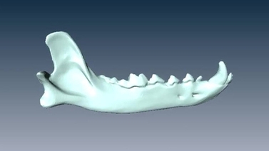computer rendering of a canid mandible
