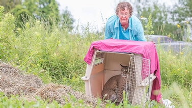 NY State licensed wildlife rehabilitator Cindy Page encourages the bobcat out of a carrier