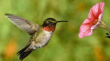 hummingbird hovering at a flower