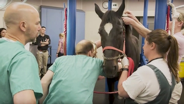 Veterinary College staff prepares horse for TVEC procedure