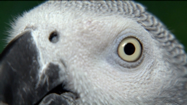 close up of African Grey parrot head