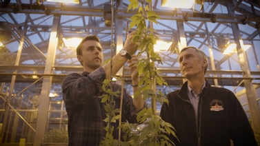Cornell researchers examine hops in greenhouse