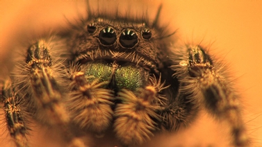 Close-up of spider face