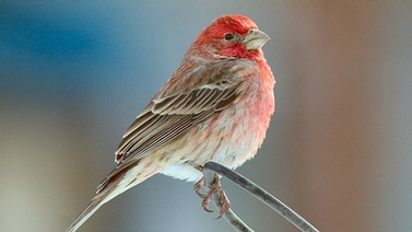 House Finch by Maria Corcacas