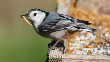 White-breasted Nuthatch eats a dried mealworm at a feeder