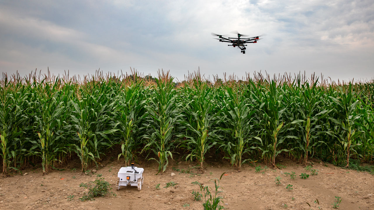 A drone flies over a corn field.