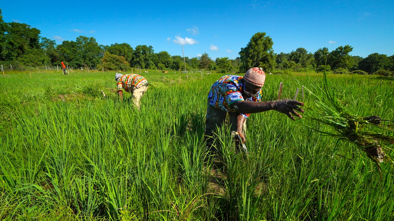 Nfamara Badjie and Moustapha Diedhiou weed the fields at the Badjies' rice farm in Ulster Park, N.Y.