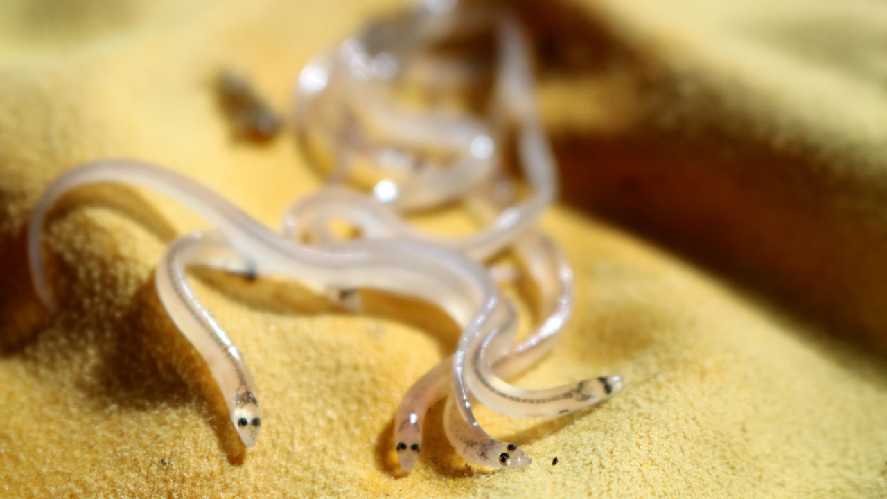 Juvenile American eels, also called “glass eels.”