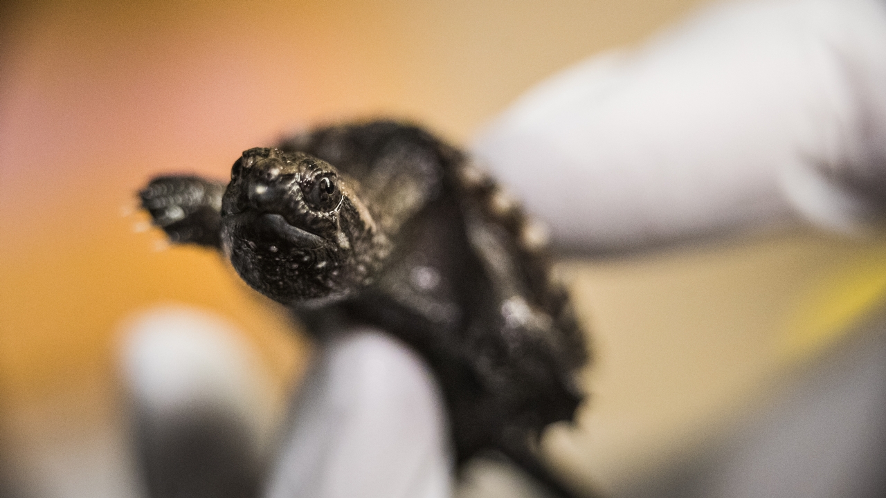 Orphaned turtles rescued and released by Cornell wildlife team ...