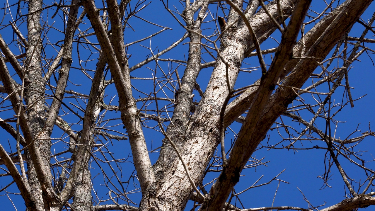 'The majority of these larger ash trees are going to die' - Cornell Video