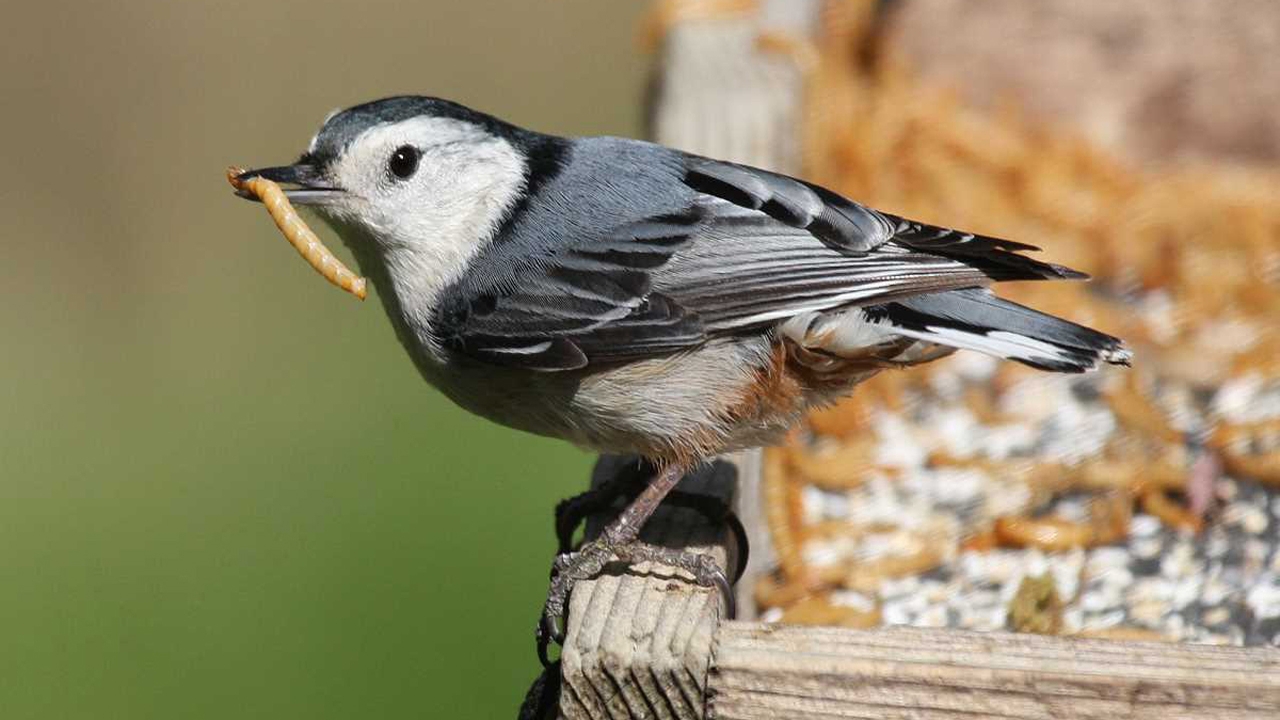 Audio Feature: Big Effects From Simple Acts of Kindness to Birds ...