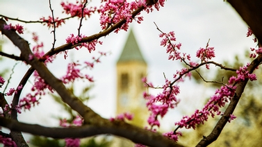 McGraw Tower in the springtime. 