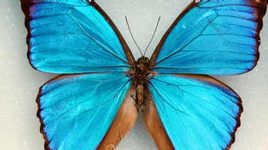 blue morpho butterfly specimen