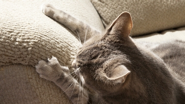 cat clawing furniture