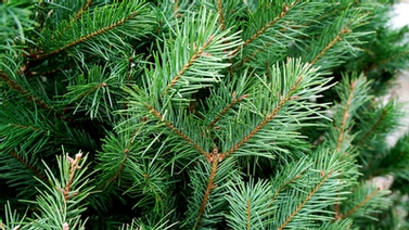 close-up of pine needles