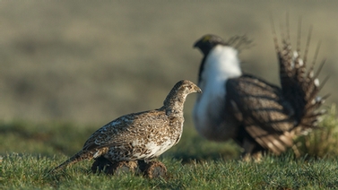 male and female greater sage-grouse