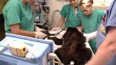 veterinary staff attend to a bear cub in the operating room