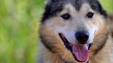 Retired Alaskan sled dogs guide the way to healthier golden years