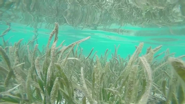 underwater view of sea grass