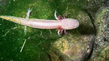 Barton Springs salamander on mossy rocks