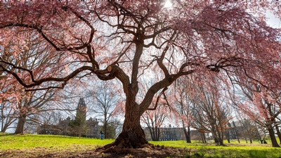 Flourishing cherry blossom tree on campus. 